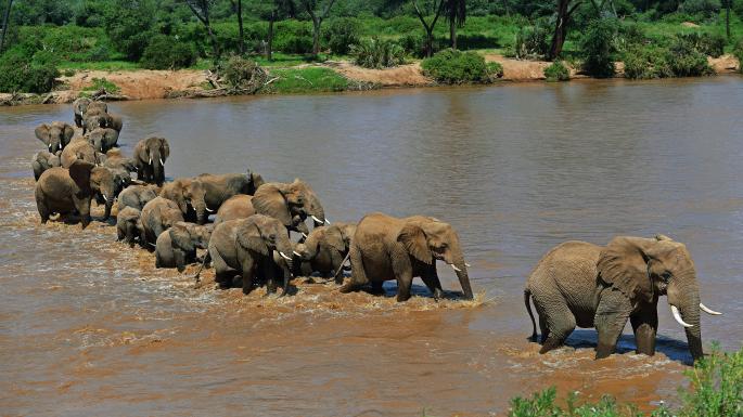 elephants-herd