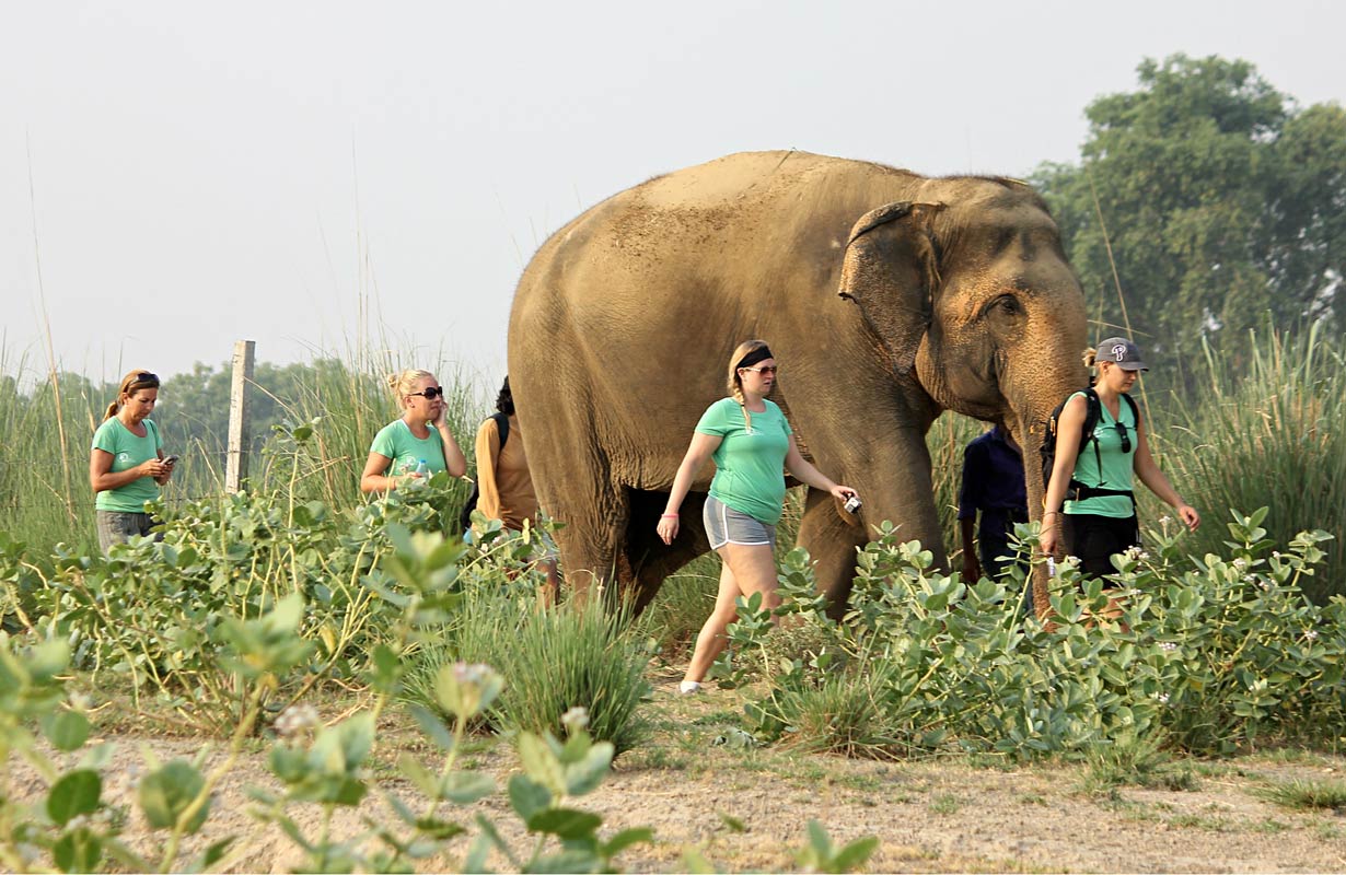 elephants-volunteers