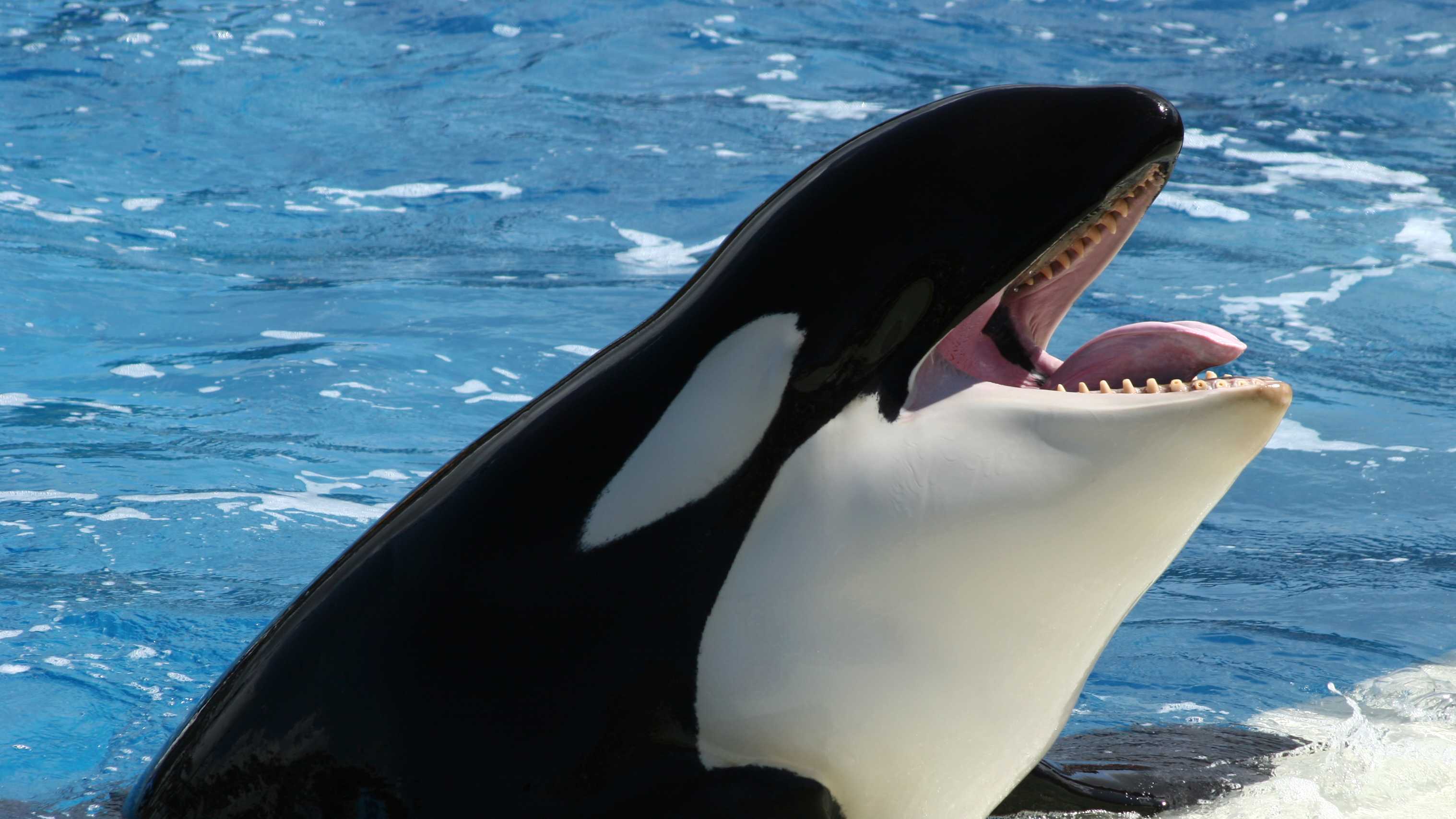 orca picture